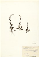 藏品(施丁草)的圖片